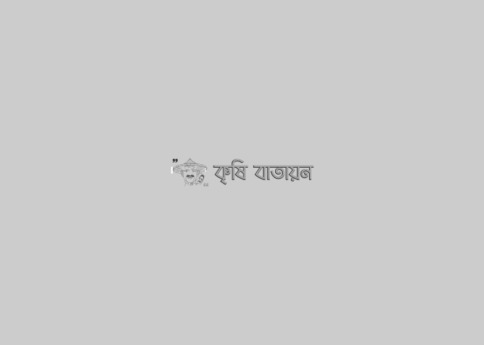 কৃষকদের কাছ থেকে আরও আড়াই লাখ টন ধান কিনবে সরকার